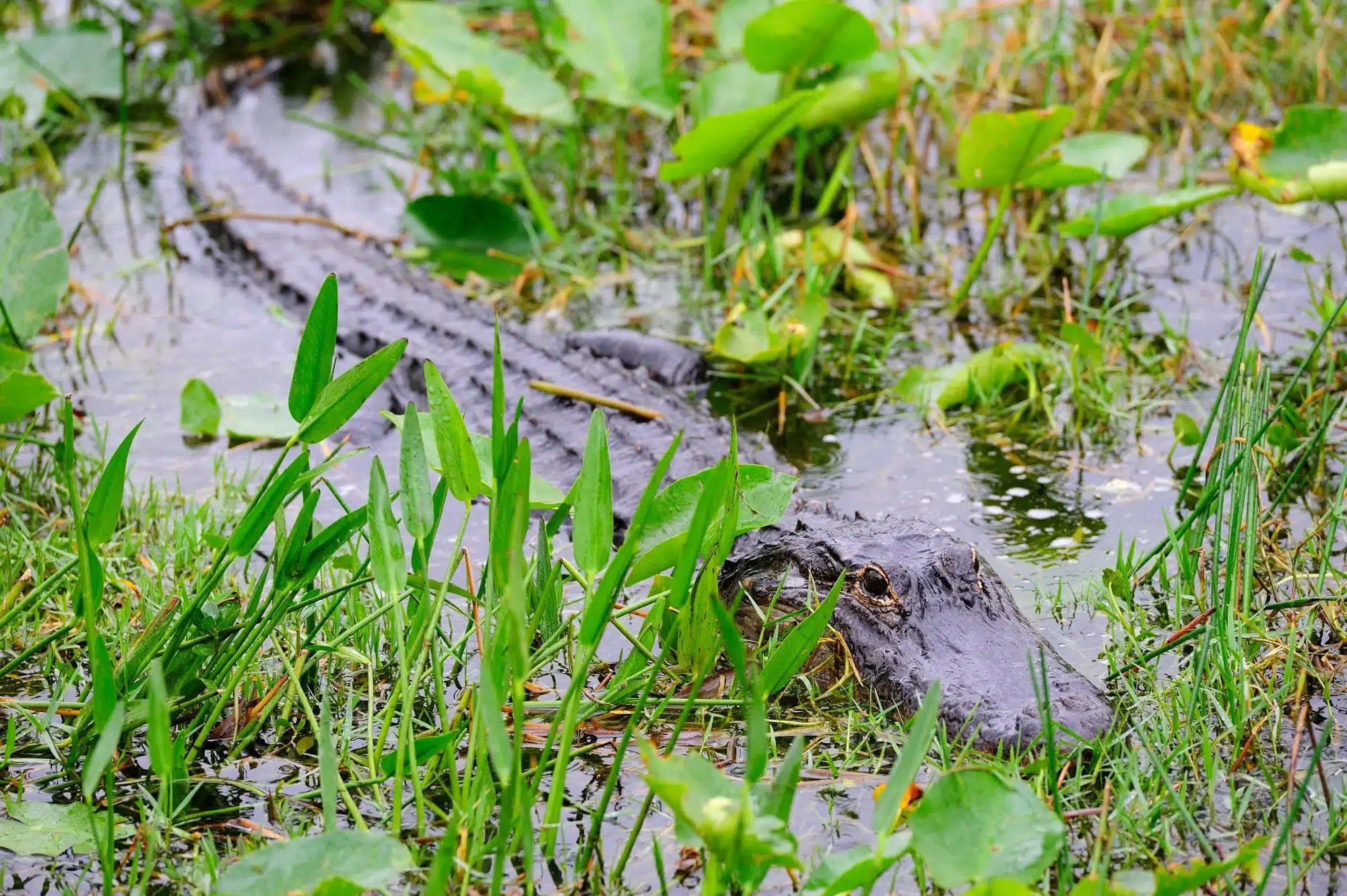 10 daagse Florida inspiratie reis