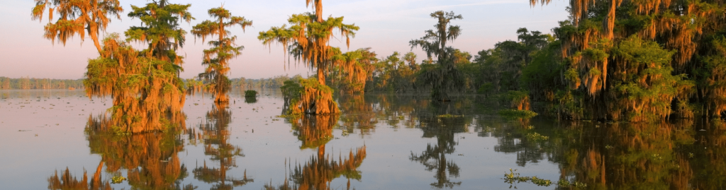 Header new orleans bayous