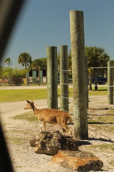Wildlife Florida