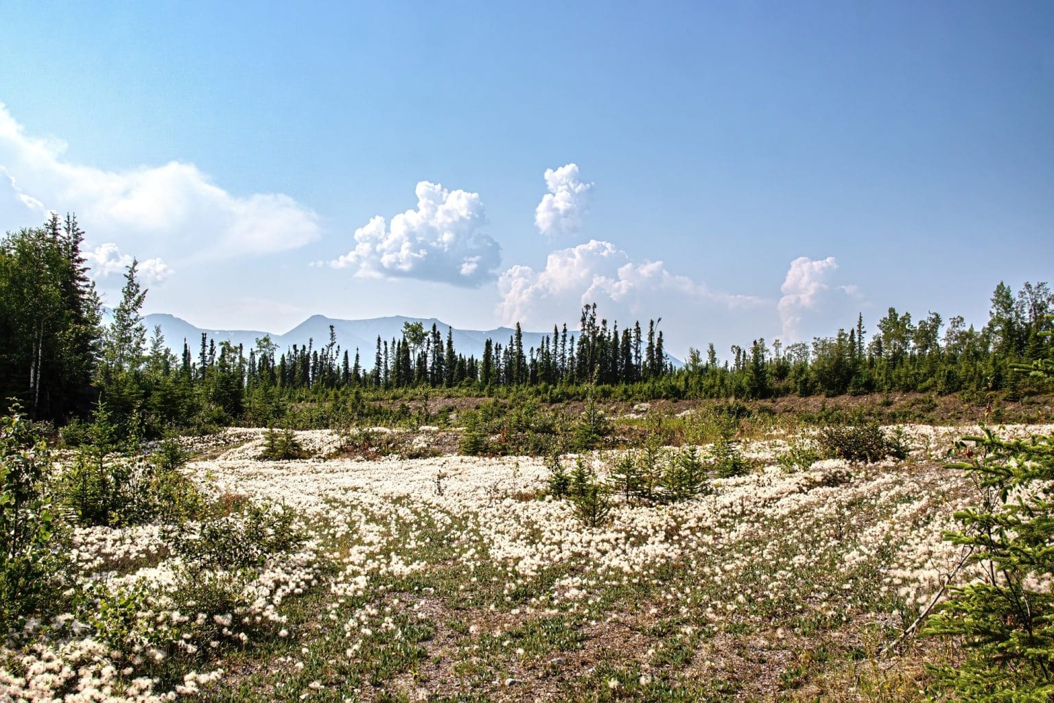 Veld met katoengras bij Tok Alaska