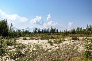 Veld met katoengras bij Tok Alaska
