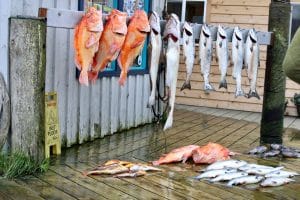 Vers gevangen vis in Homer, Alaska