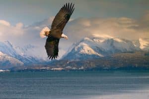 Zeearend vliegt boven Homer, Alaska