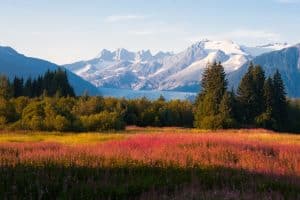 Alpenweide met bloemenveld bij Juneau, Alaska