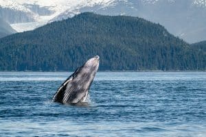 Bultrugwal in de oceaan bij Juneau, Alaska