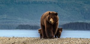 Grizzlybeer met welpen in Katmai National Park, Alaska