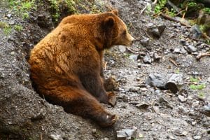 Bruine beer zittend op rotsgrond in Katmai, Alaska