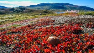 Herfstvegetatie bij Nome, Alaska