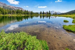 Bosmeer met bergen Yosemite National Park California
