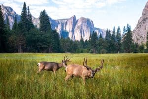 Herten in een weide in Yosemite National Park, Californië