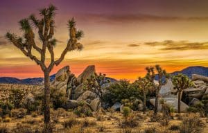 Zonsondergang in Joshua Tree National Park