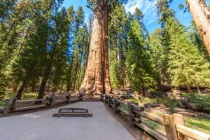 General Sherman boom in Sequoia National Park