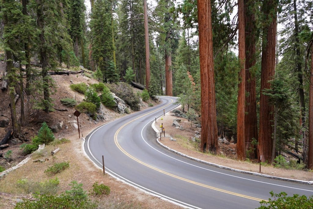 Kronkelende weg tussen bomen in Sequoia National Park