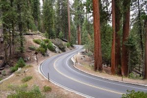 Kronkelende weg tussen bomen in Sequoia National Park