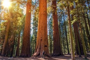 Reusachtige sequoia bomen in Sequoia National Park