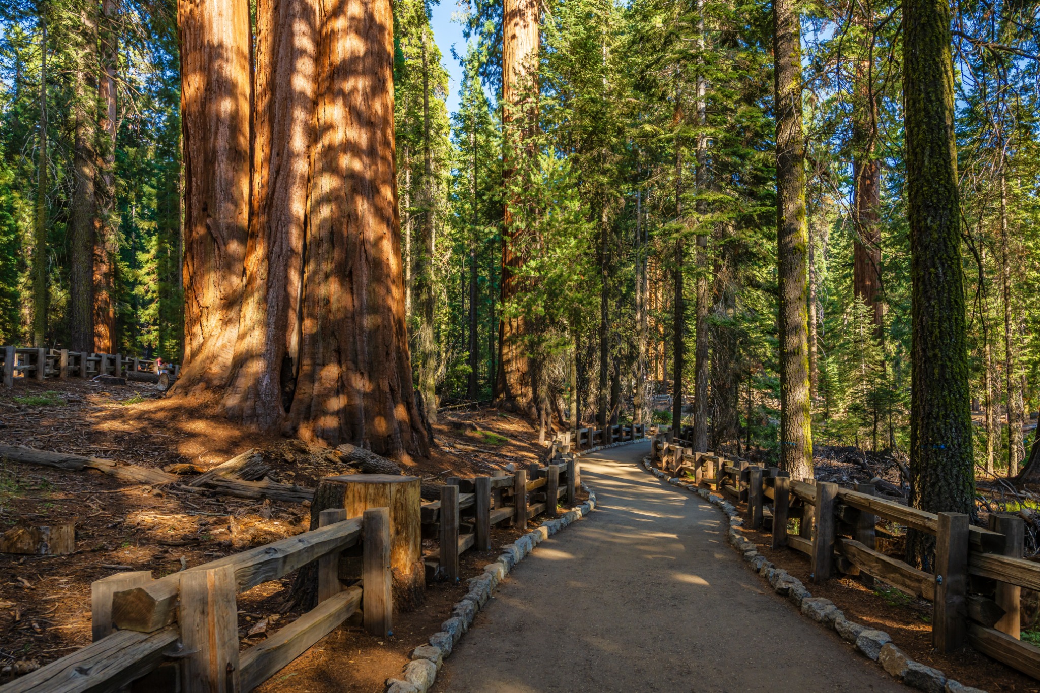 Wandelpad tussen sequoia's in Sequoia National Park