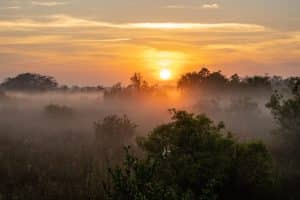Mistige zonsopkomst in Everglades National Park, Florida