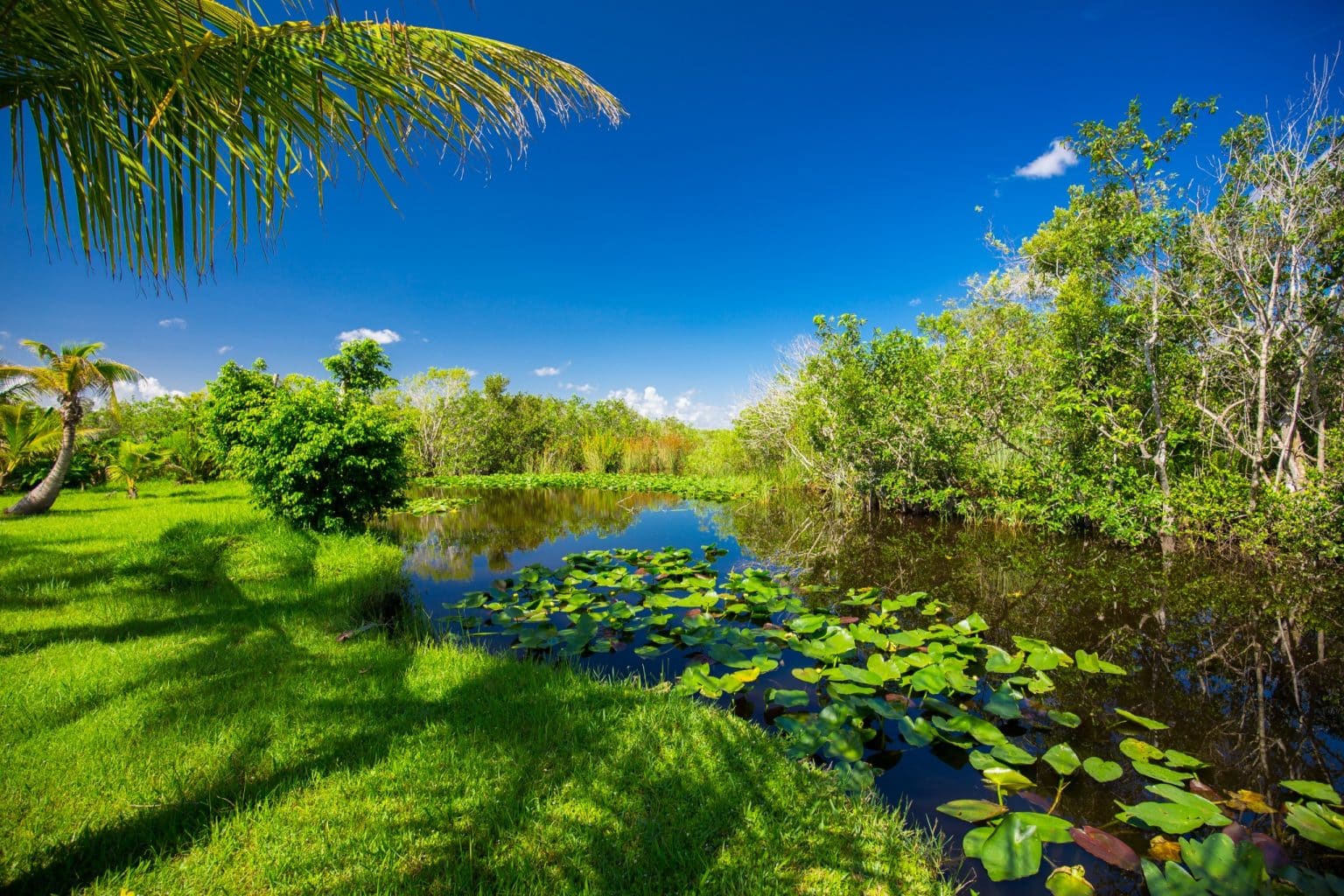 Leven langs het water in Everglades National Park, Florida