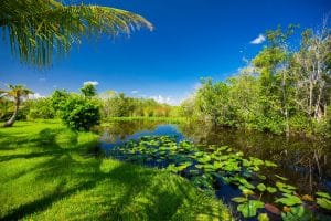 Leven langs het water in Everglades National Park, Florida