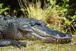 Alligator op het gras in Everglades National Park, Florida