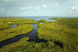 Mangrovegebied in Everglades National Park, Florida