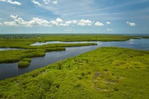 Mangrovegebied in Everglades National Park, Florida