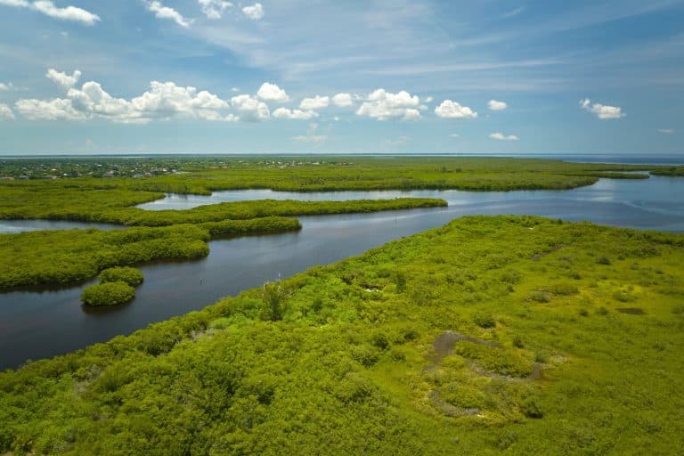 Mangrovegebied in Everglades National Park, Florida