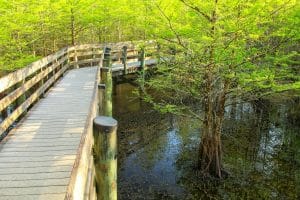 Houten wandelpad in natuurgebied Fort Myers, Florida