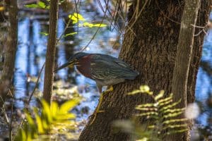 Reiger in moerasgebied in Fort Myers, Florida
