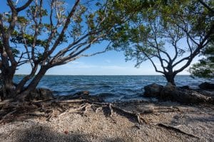 Boomrijke kustlijn in Biscayne National Park, Florida