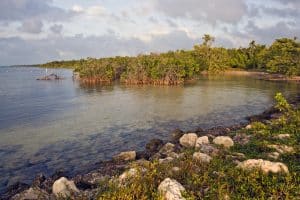Mangroven aan helder water in Biscayne National Park, Florida