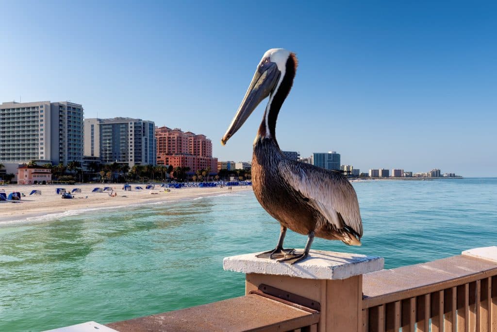 Pelikaan op een pier bij Clearwater Beach, Florida