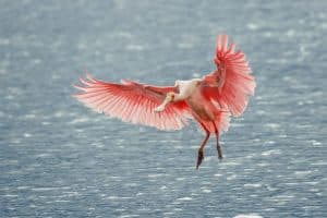 Roseate Spoonbill boven het water bij Cocoa Beach, Florida