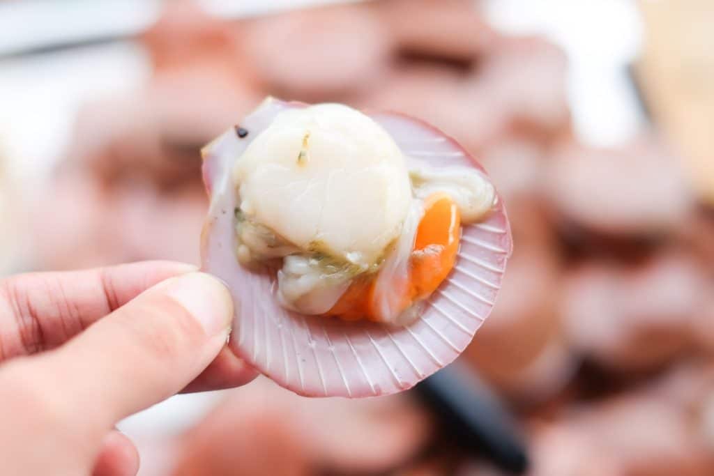 Crystal River coquille in schelp in hand