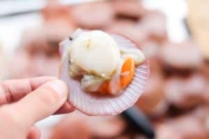 Crystal River coquille in schelp in hand
