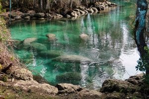 Crystal River groep zeekoeien in rivier