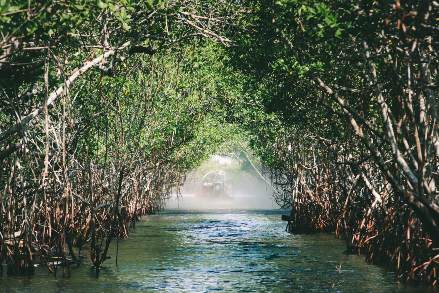Airboat onder mangrovebomen bij Everglades City, Florida