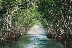 Airboat onder mangrovebomen bij Everglades City, Florida