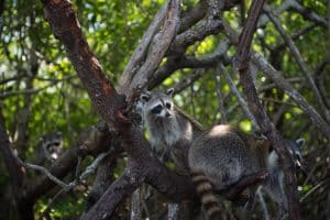 Wasberen in mangrovebos bij Everglades City, Florida