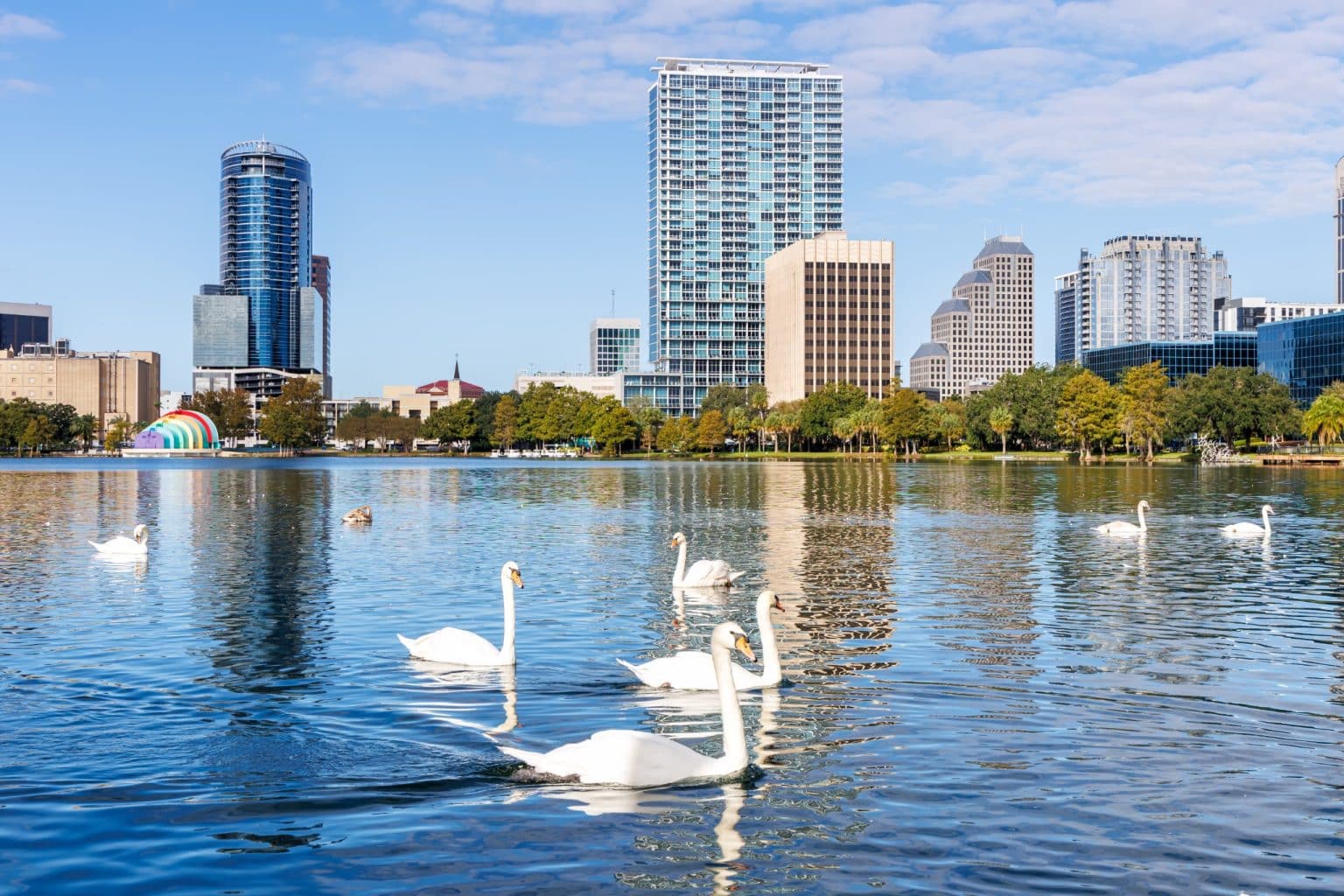 Zwanen in Lake Eola Park, Orlando, Florida