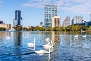 Zwanen in Lake Eola Park, Orlando, Florida