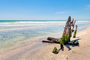 Drijfhout op strand bij helder water op Sanibel Island, Florida