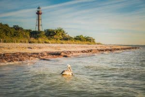 Vuurtoren en pelikaan bij de kust van Sanibel Island, Florida