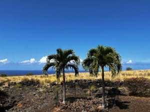 Twee palmbomen in Hilo met droge grasvlakte in Hawaii