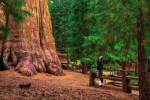Man kijkt omhoog naar sequoiaboom in Sequoia National Park