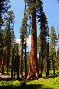 Sequoiaboom in Sequoia National Park tegen blauwe lucht