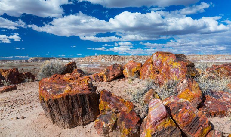 Versteend hout op de grond in Petrified Forest National Park Arizona