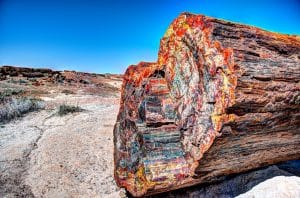 Versteende boom in Petrified Forest National Park Arizona
