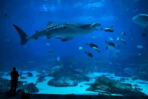 Walvishaai in het Georgia Aquarium in Atlanta, Georgia