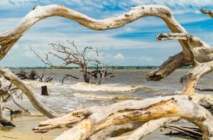 Dode bomen in zee bij Jekyll Island, Georgia